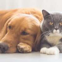 Why Not To Bother Much about How To Get Your Pet Medicines?