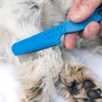 How to Get Rid Of the Fleas in Dogs