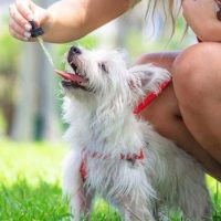 Exemplary Nutritious Food – CBD Treat Is Good for Dogs