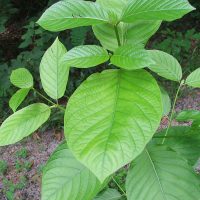 5 Things to Consider When Buying Kratom Online