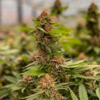Botanical Bliss: Exploring the Best THCA Flower for Relaxation