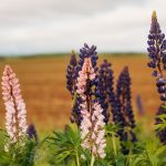 Lupin FDA approval
