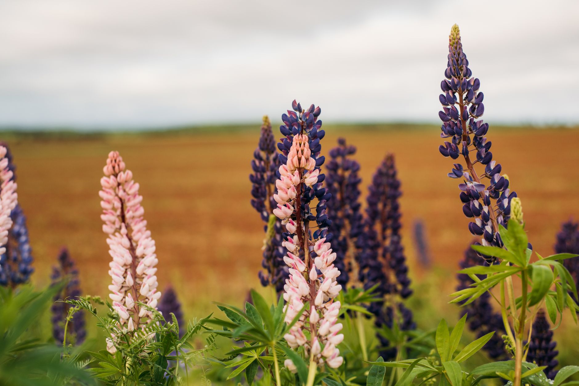 Lupin FDA approval
